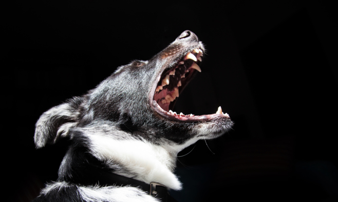 Problemhundberatung Canis-mutus.de
